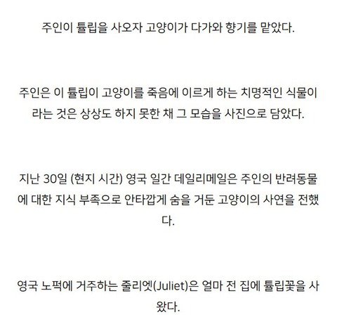 튤립 향기 맡고 무지개다리 건넌 고양이 | 인스티즈