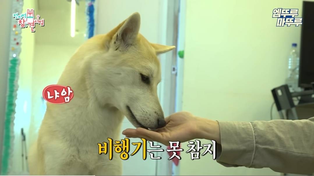 [전참시] 강아지고 사람이고 둘다 무기력하고 입맛없는 이던네 집 | 인스티즈