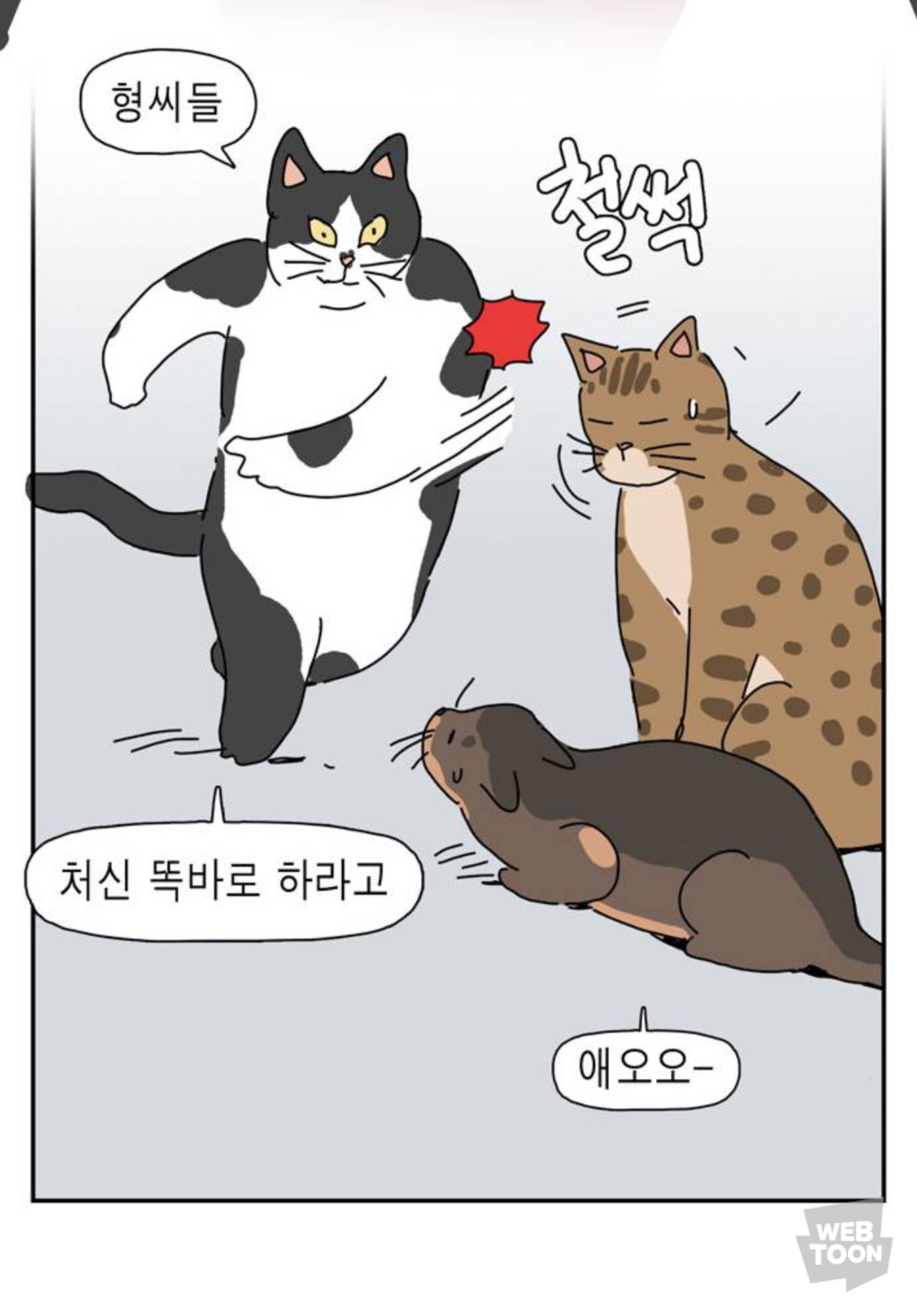 길냥이 입양한 좀비딸 작가 근황 | 인스티즈